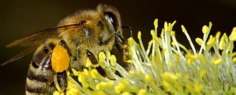 hoe boer fijn hajjen dior bloem|Onweerstaanbare bloemen voor bijen, met handige .